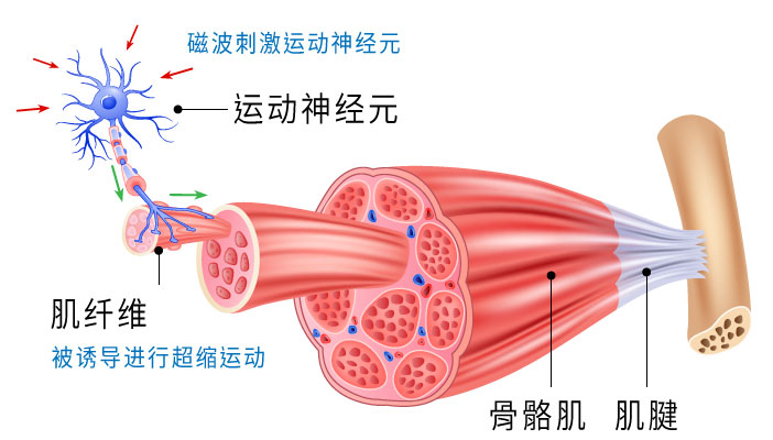 启动运动神经元,诱导肌肉进行收缩