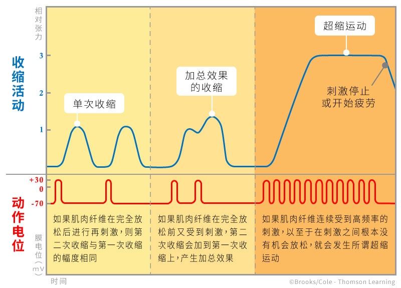 诱导肌肉进行超缩运动