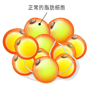 正常脂肪细胞