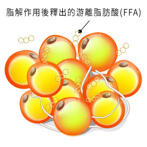 脂解作用後釋出的游離脂肪酸