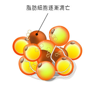 脂肪細胞進入凋亡狀態